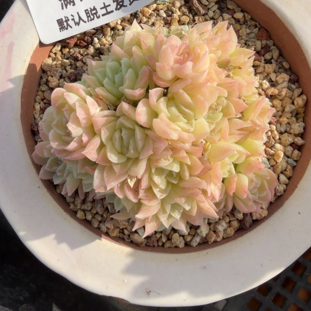 东篱下多肉植物哈哈97