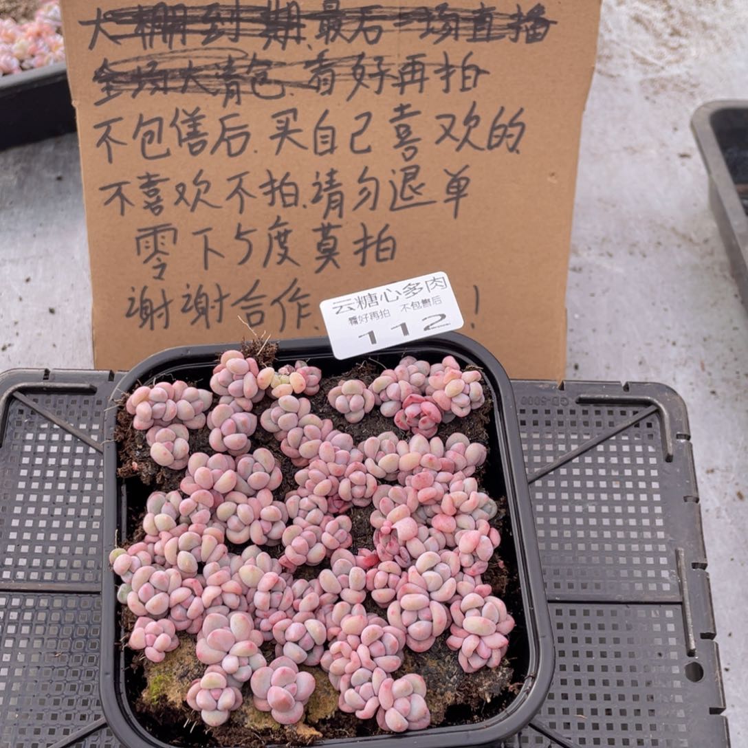 云糖心多肉植物112