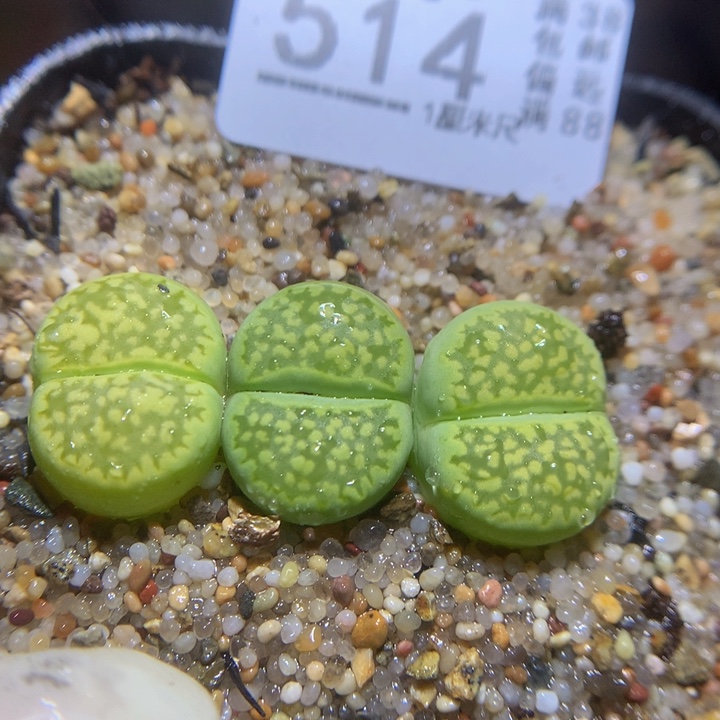 精品生石花116.514哈密瓜