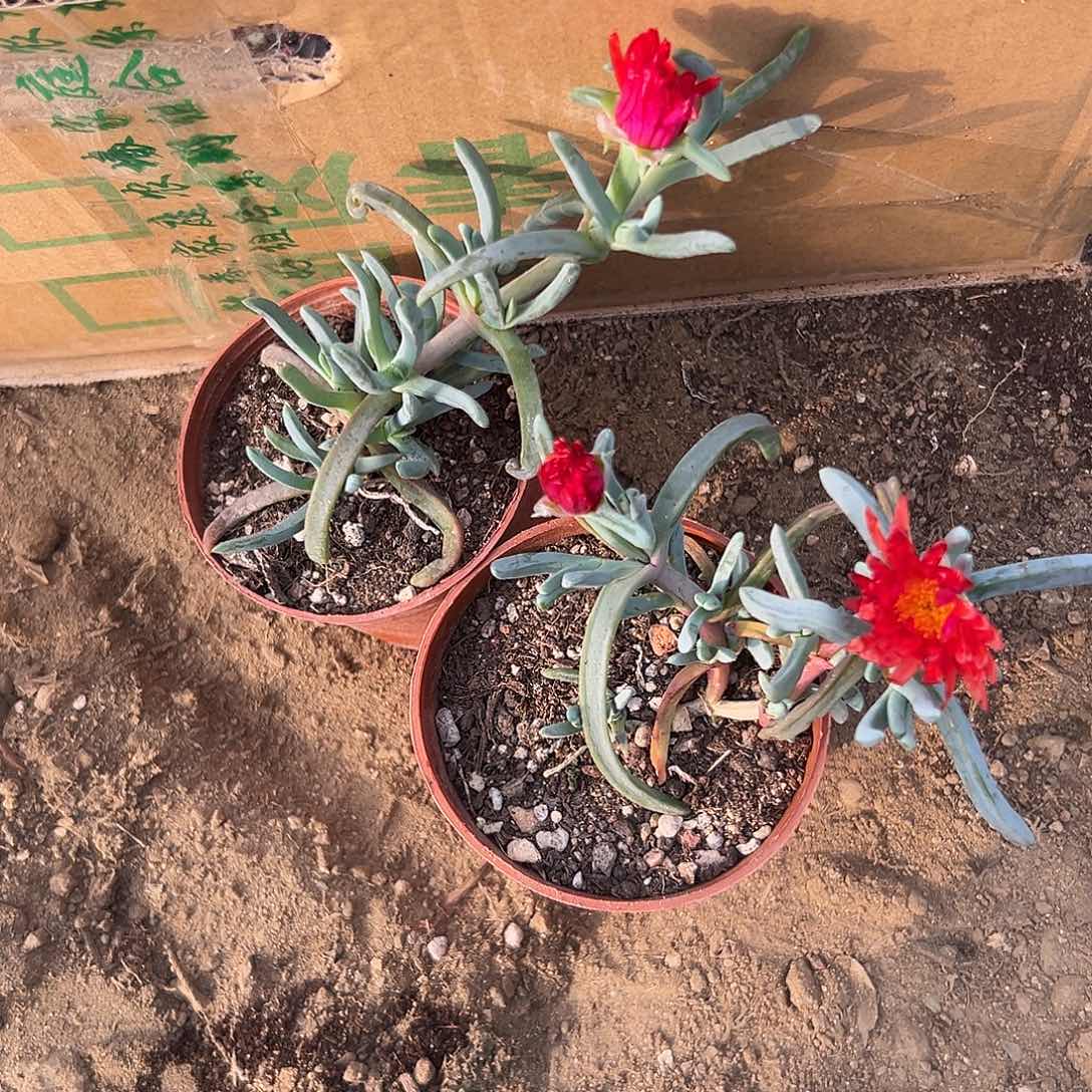 多肉植物两颗奔龙