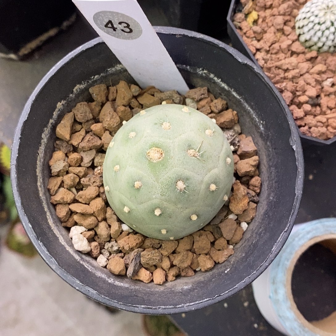 森***树一物一拍一棵仙人球