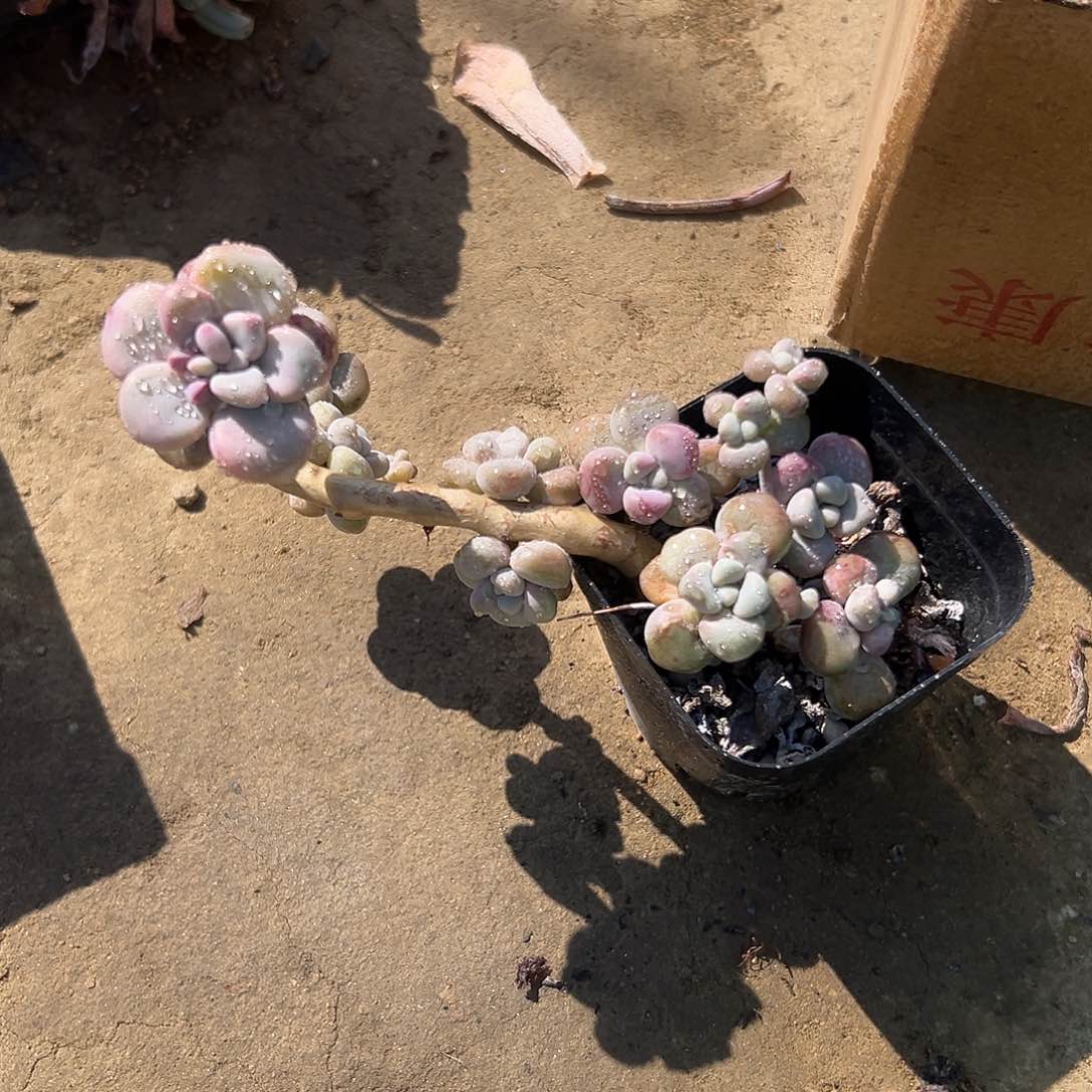 多肉植物多肉植物