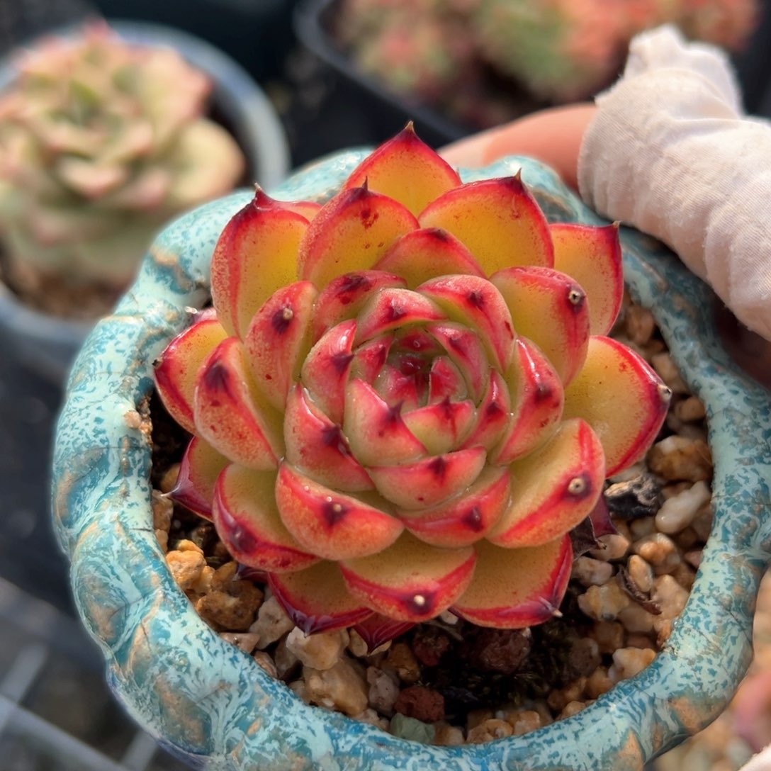 月亮石（满38包邮）多肉