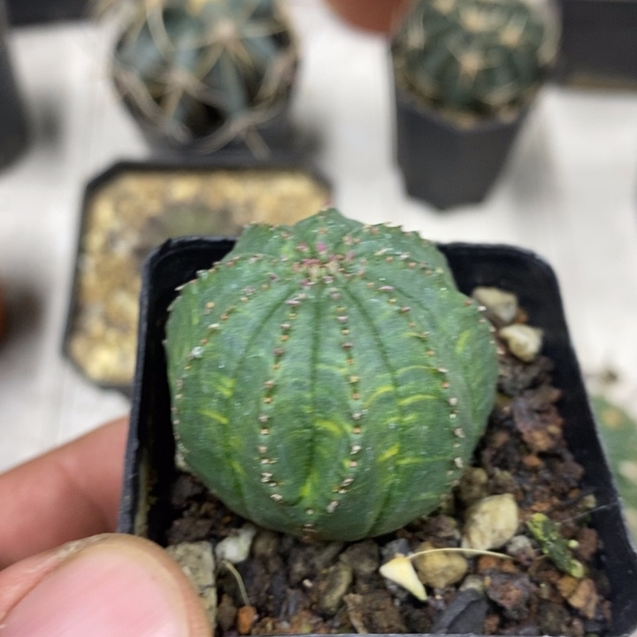 泰布锦特价福利包邮