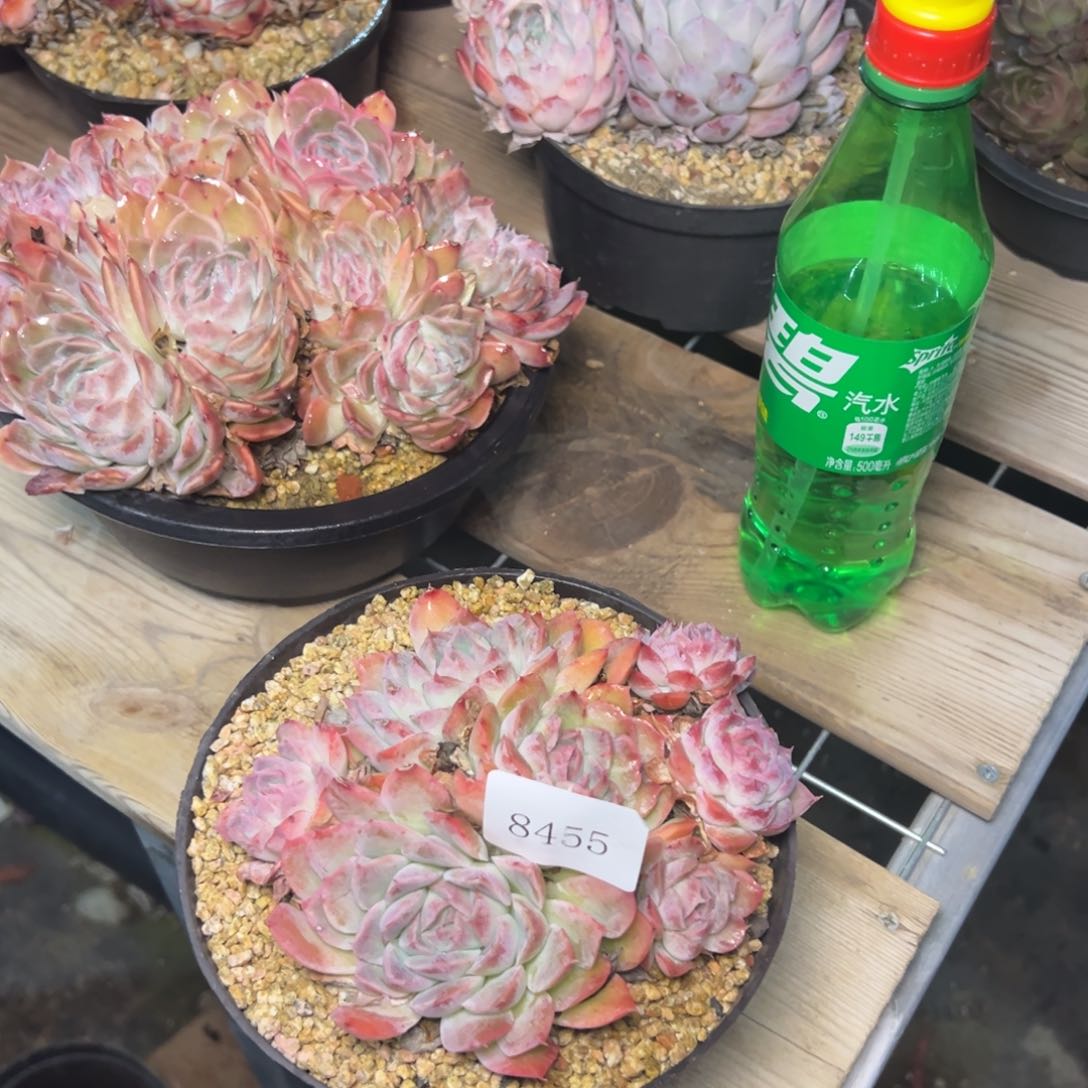 海**空8455肉多么有多哦哟多哟