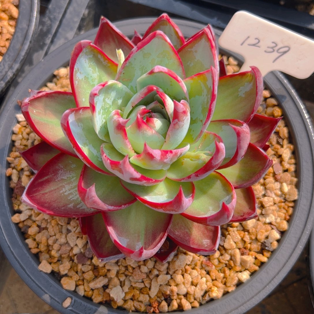 臦惊鸿仙子一物一拍1239号