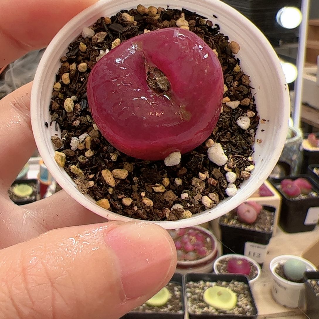 【闪购商品】137 带盆 多肉