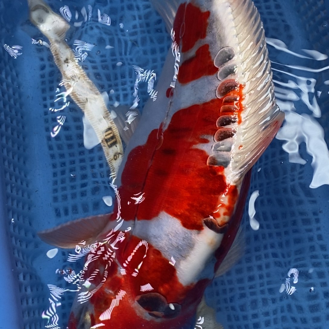 锦鲤冷水锦鲤包邮