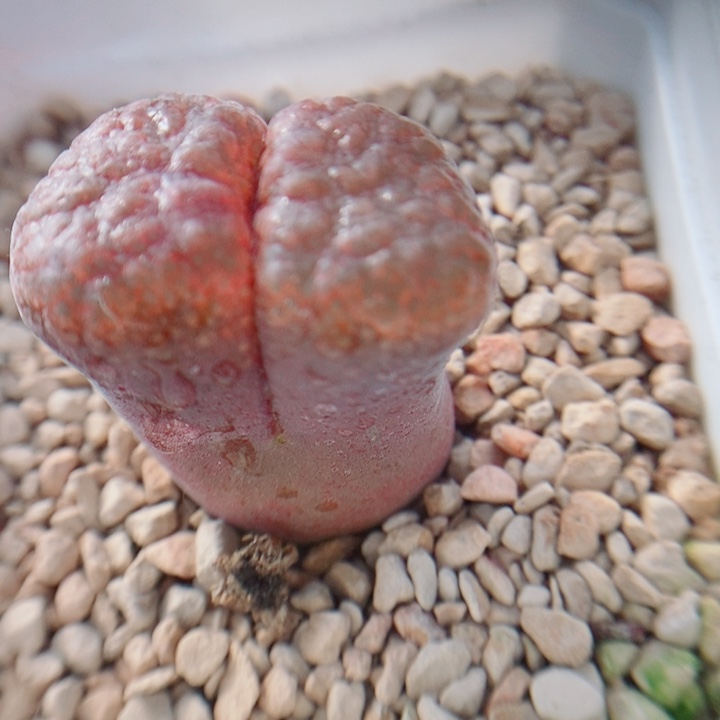 生石花花花花花花花花649