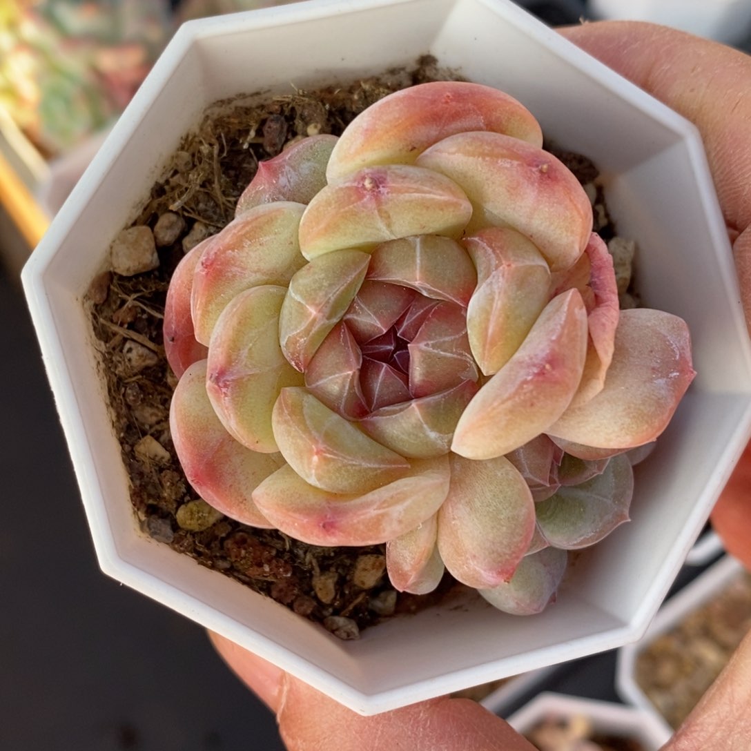 精品多肉一物一拍不包整321