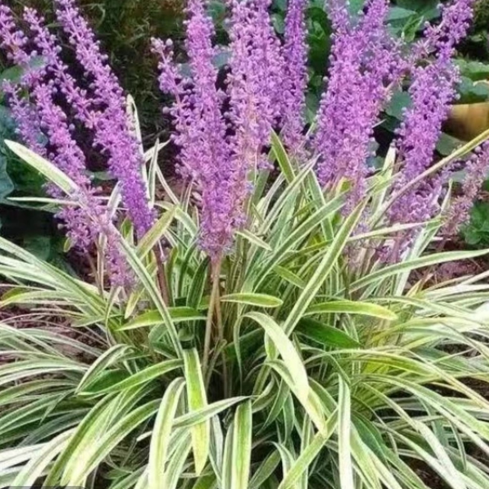 金边麦冬草 花镜绿化 庭院别墅景区园林绿化耐阴耐寒宿根