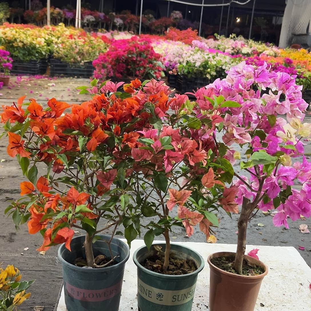 大部分花苞少量开放红桑巴，酒红，章红英