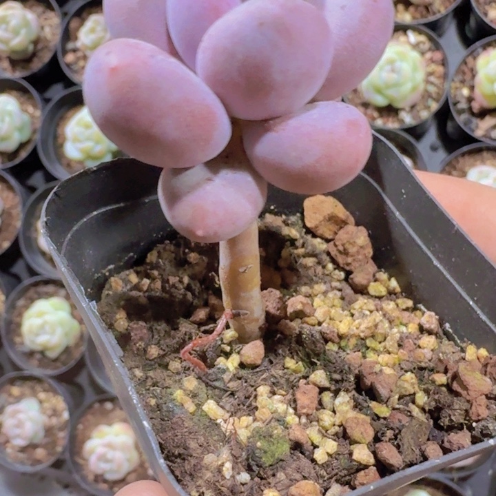 棒棒糖奶酪单头一颗