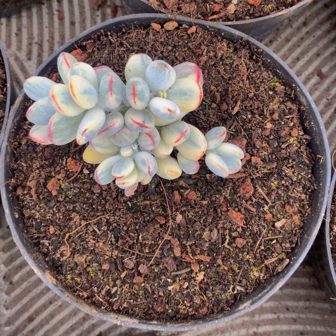 乒乓福娘多肉植物