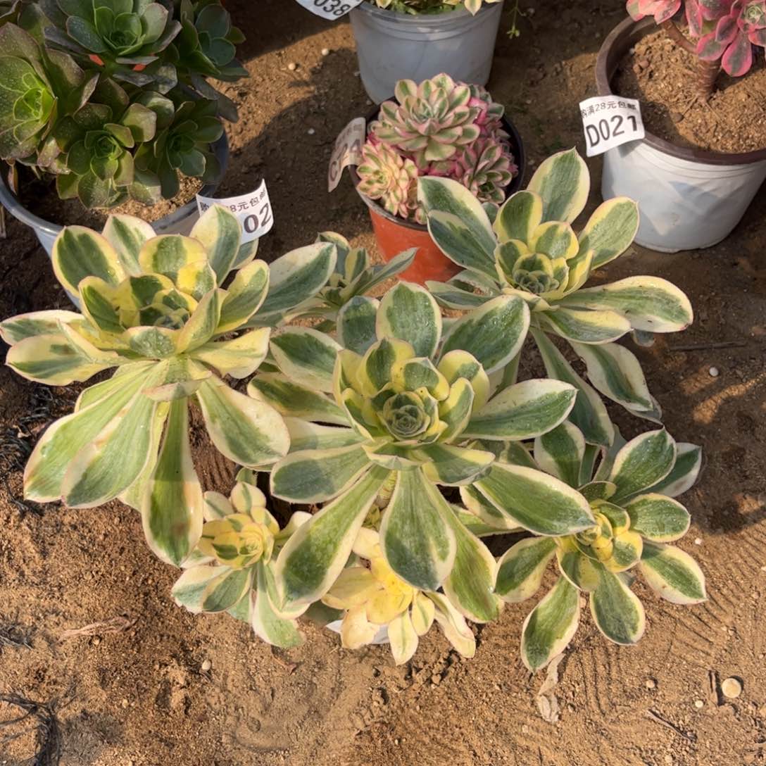 002多肉植物艳姿锦