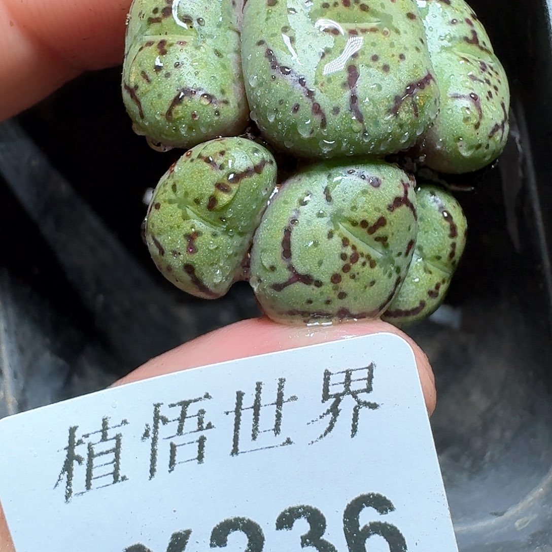 236盒多肉植物哇c g