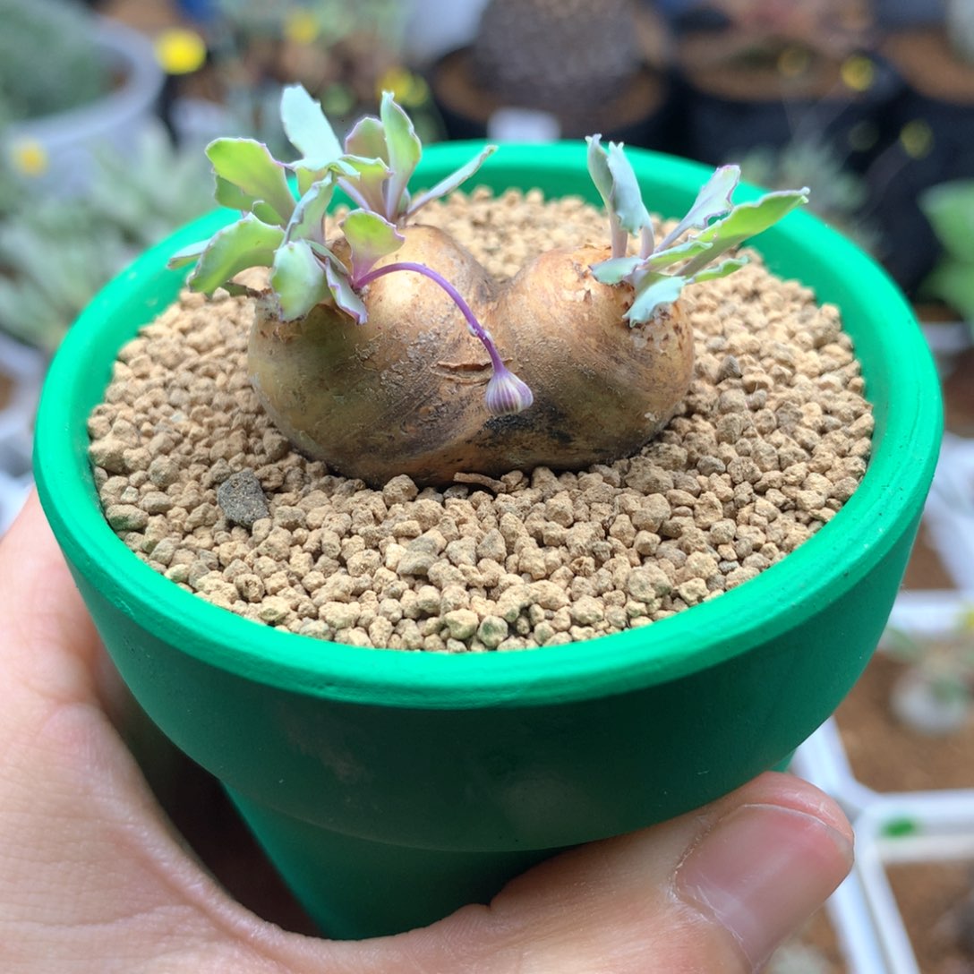 产地格加厚敦菊带盆多肉