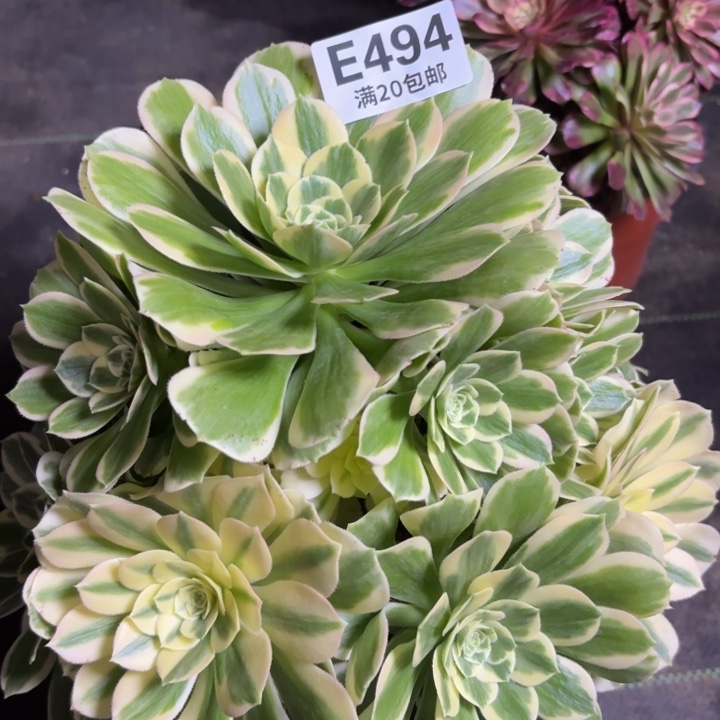 瑞妈一物一拍494