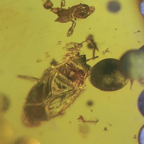 琥珀裸石未镶嵌甲壳虫与蜂