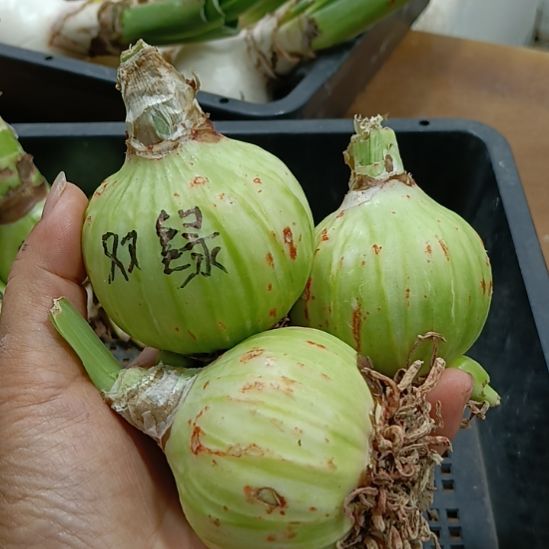 无花朵双绿5.5发一个