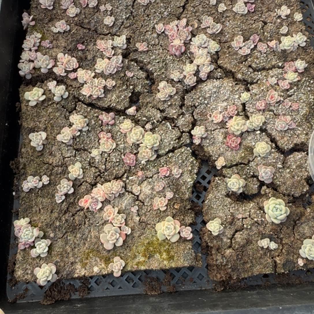 115号王者系列多肉一盒