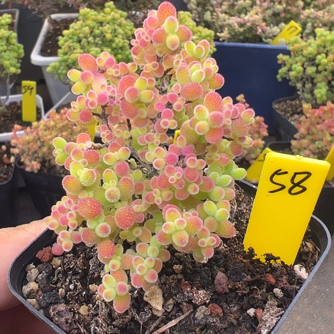 蜜橘糖球58号5.5cm盆