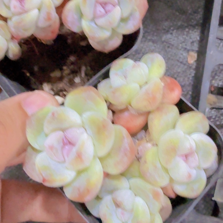 粉心冰玉群一颗福利