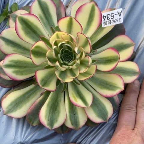 534荔枝满25包邮多肉