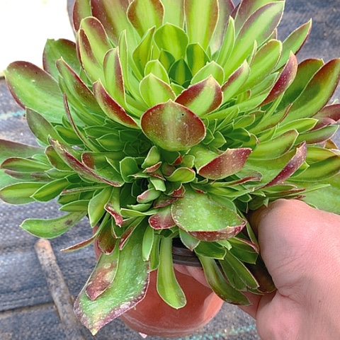 581韶华中斑多肉植物