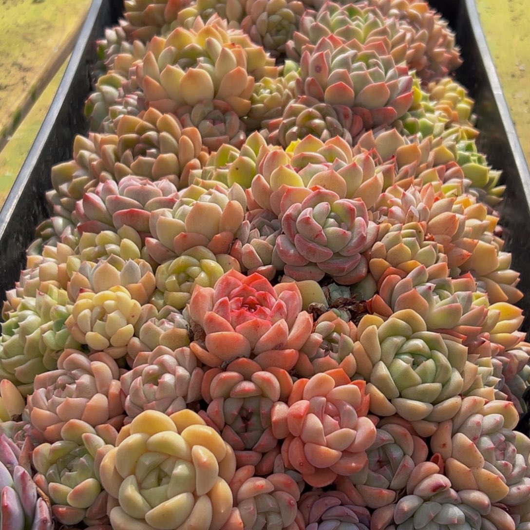 驾***练535大热的一天从早上开始多肉