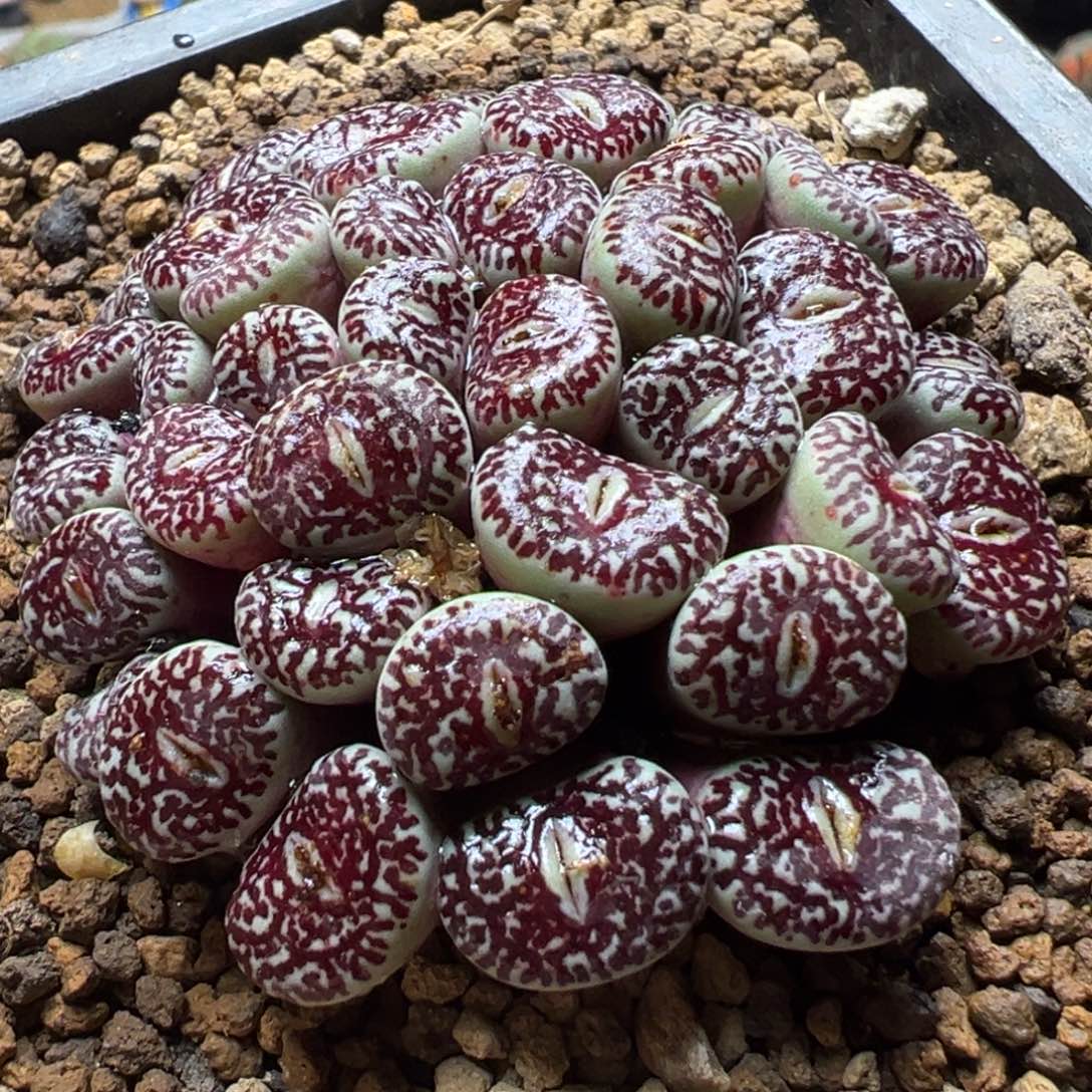 一***币多肉植物39-101钻石墨多肉