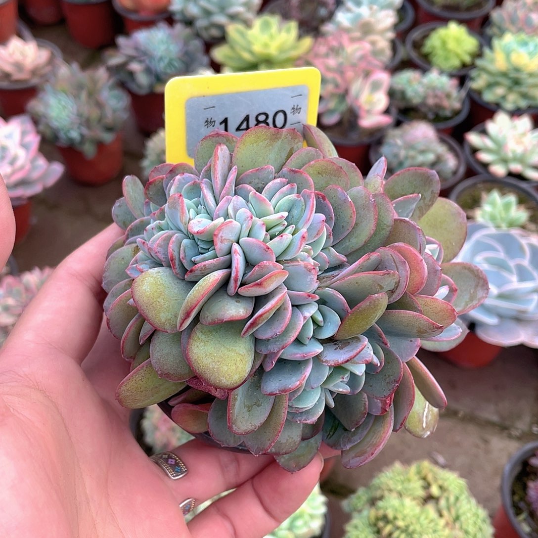 丹***丹1480号多肉植物盆栽