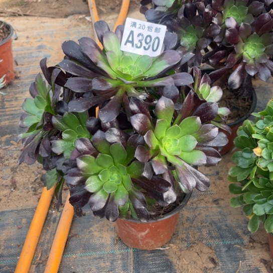 390欧紫法师不包断枝