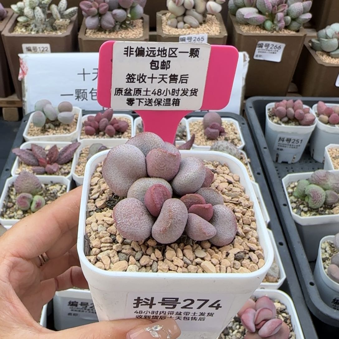 274甜心多肉植物