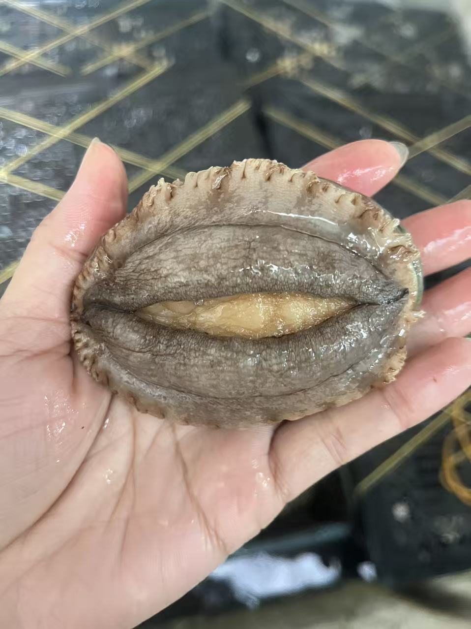 南澳（活冻）鲍鱼两斤装（娇妹精选）