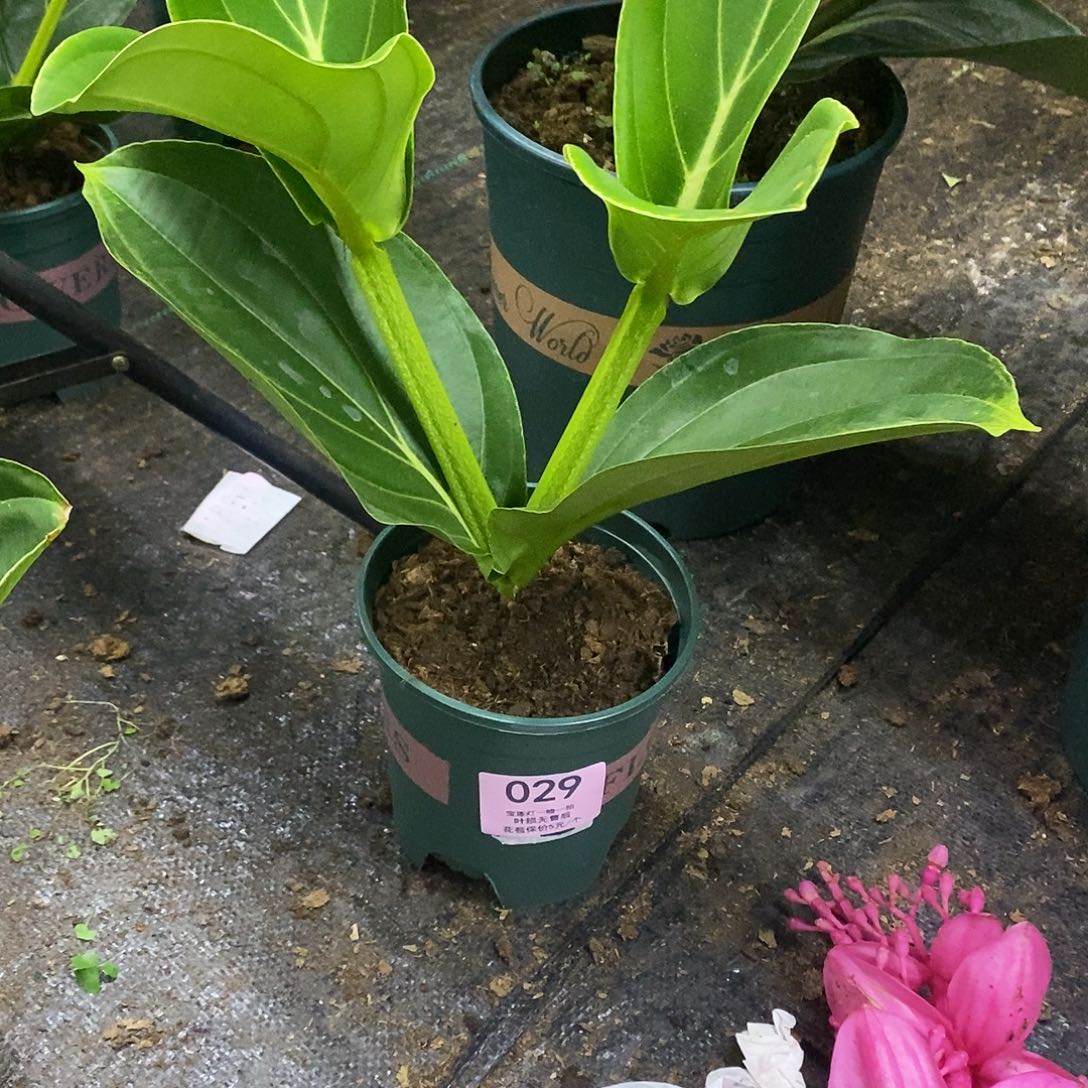 木本植物飲**松木本花卉029叶损