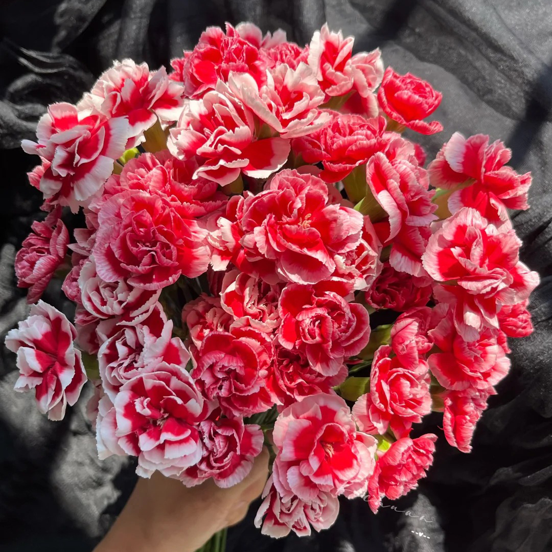 七叶花坊#【多丁-梨涡】鲜花优选 顺丰直发