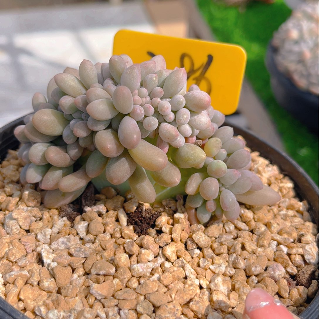 汤圆缀88tu tu tu t