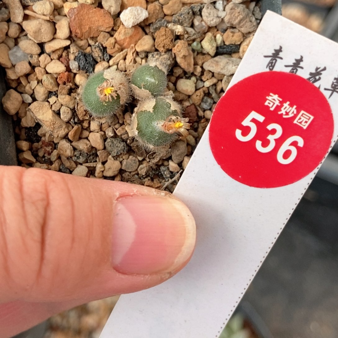 毛球群一颗仙人球55887