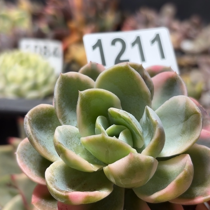 粉贝拉锦头盖多肉植物满18包邮