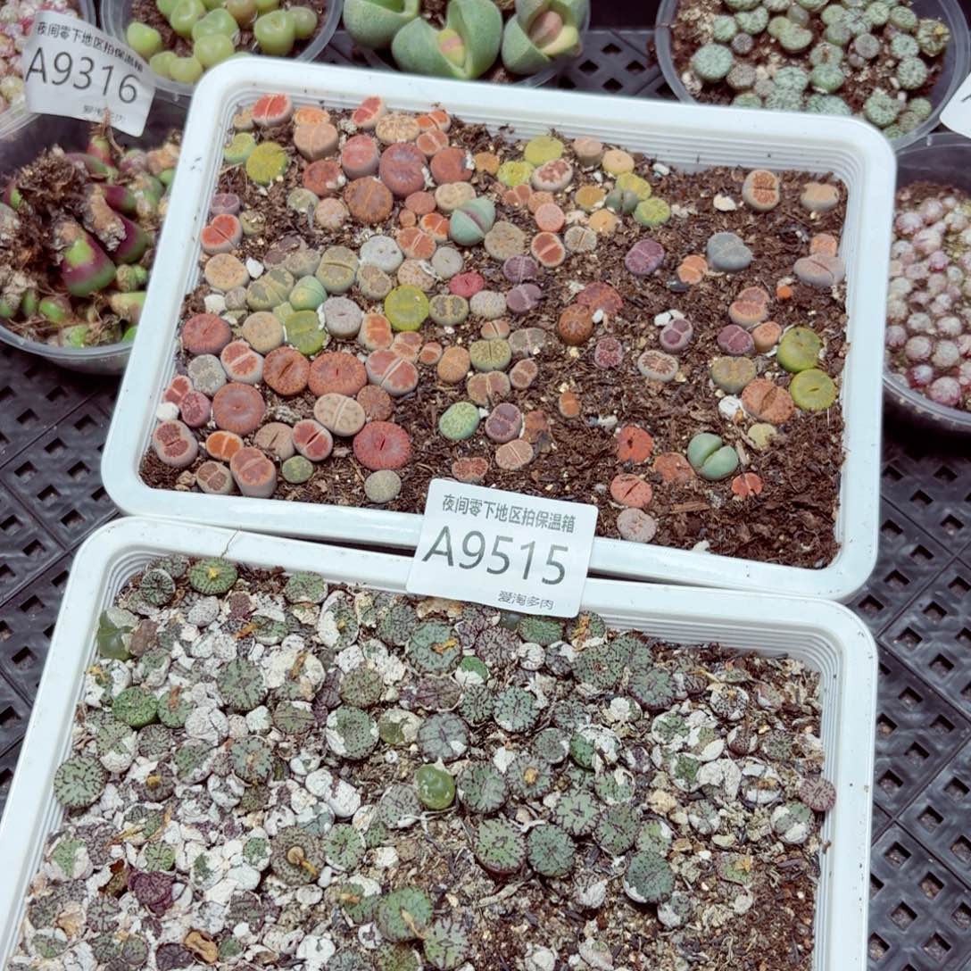 9515–—零下地区需拍保温箱