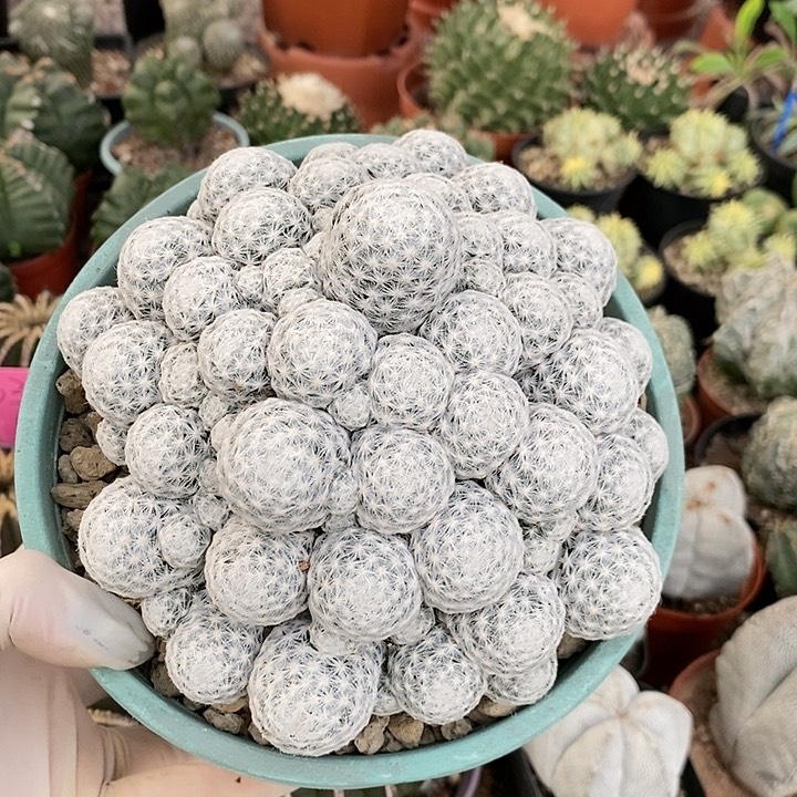 花花草草花花草草