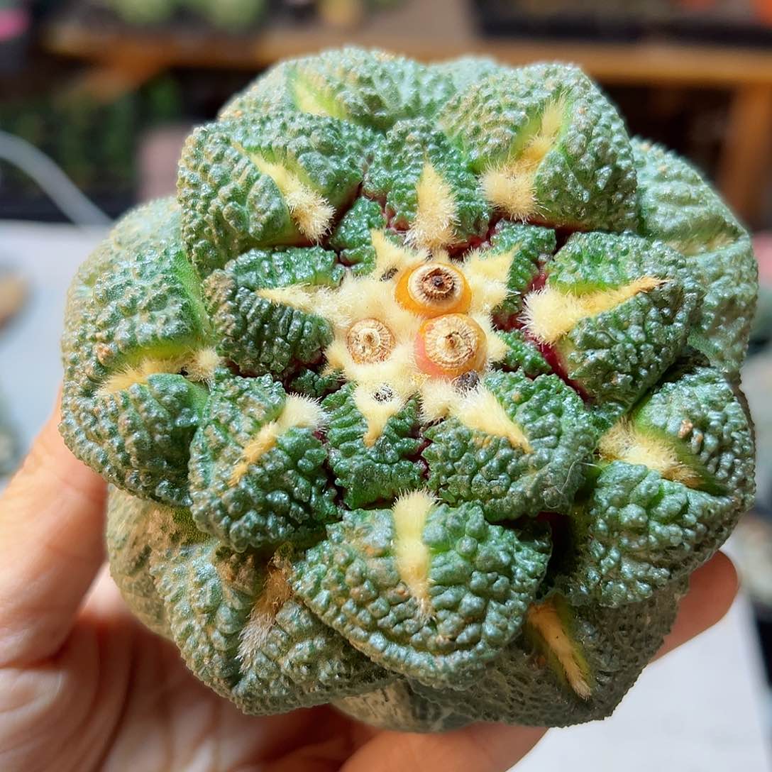 11号苗接无根龟甲连山9.5公分