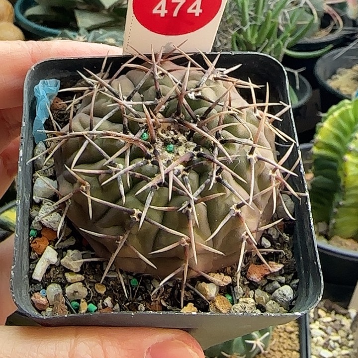 实生黑刺凤头一棵3687