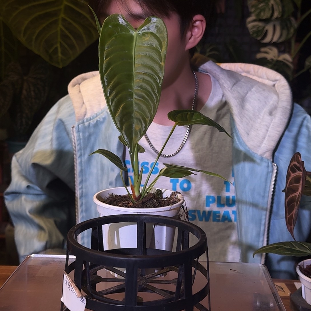 不开花植物D35火鹤王