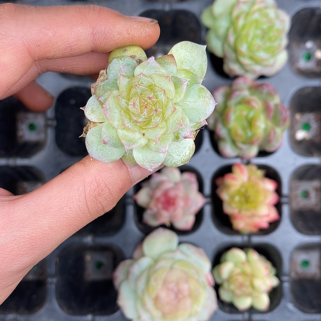 多肉一物一拍29-190