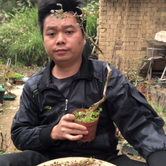 无花朵盆景盆栽植物（不包成活率，不退不换）