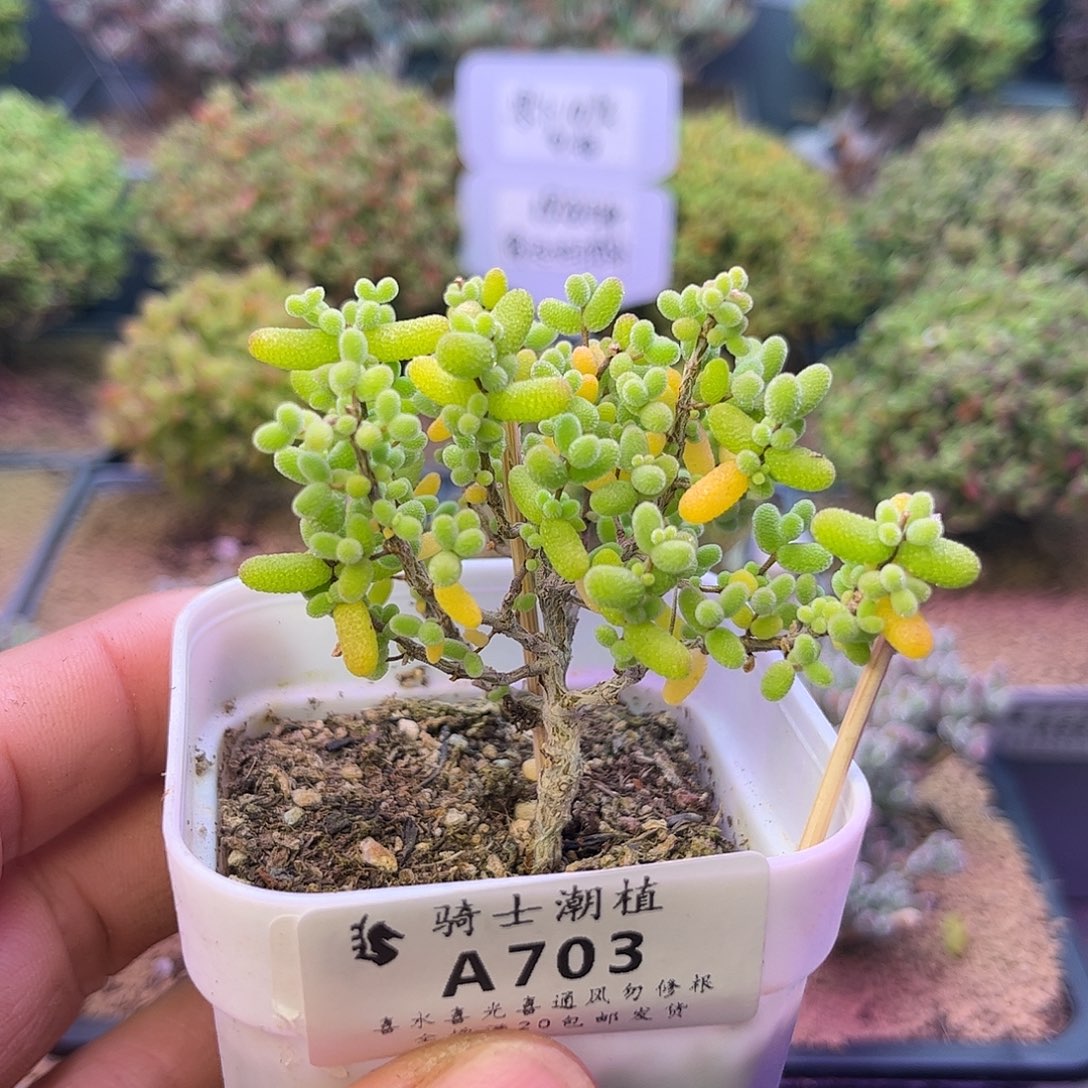 703金桔糖球枝干番杏