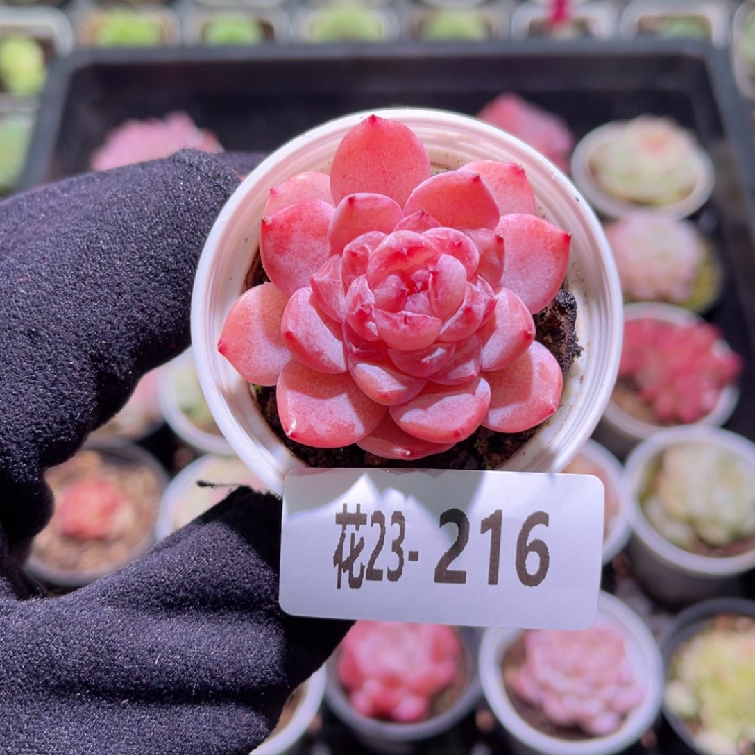 花利美23-216果汁