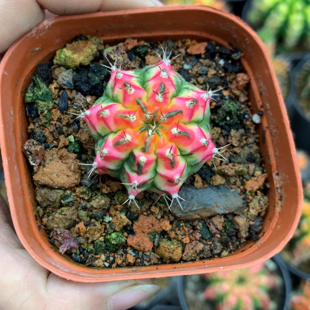 仙人球米哈花蝴蝶侧牙